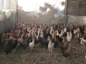 دجاج عماني للبيع