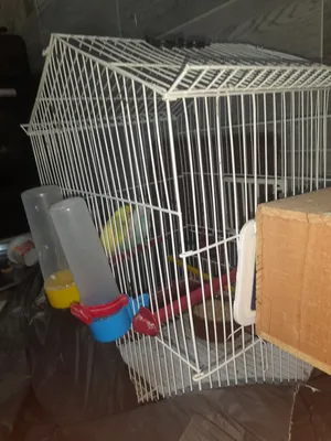 Birds3