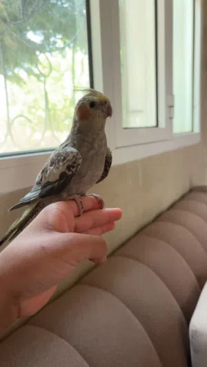 ببغاء كوكتيل أليف جدا للبيع