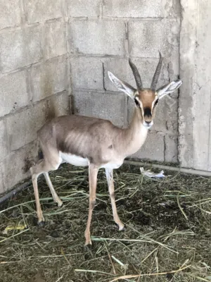 غزلان  البيع في صنعاء