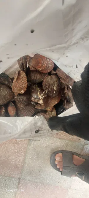 محار طازج للبيع