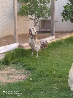 فروج بانكس درجة اولة