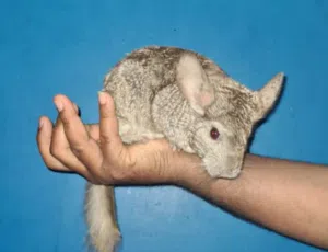 جنجلا للبيع