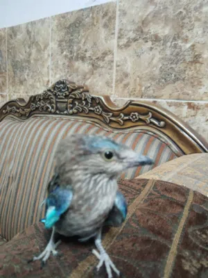 بضوه ملونه