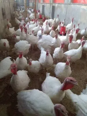 بسمالله ما شاء الله مت وفر صيصان حبش ابيض