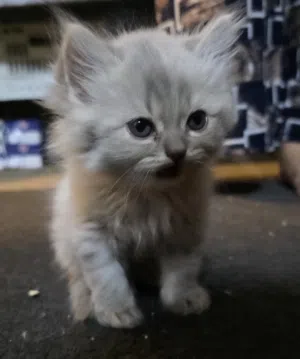 Pure Persian Kitten Available
