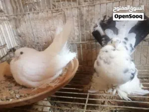 كوبيا روسي مصوقرة ماشاء الله تبارك الله لاقوة الا بالله