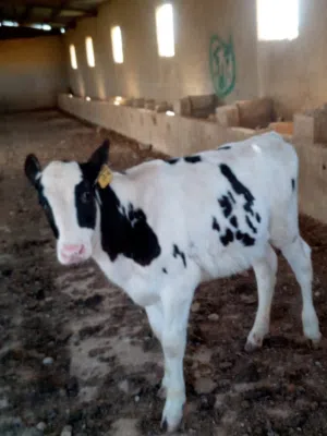 عجله للبيع عمر ربع شهور وخمس تيام