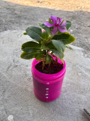 Flowers plant