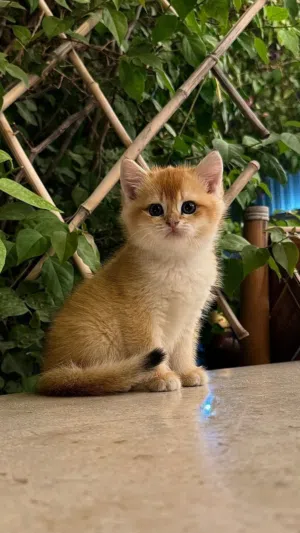 3months old