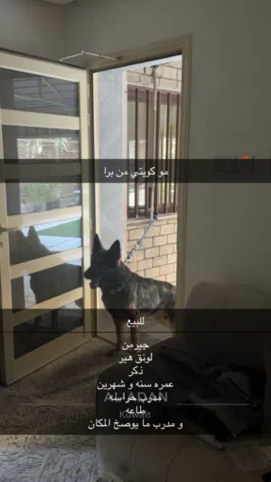 كلاب جيرمن