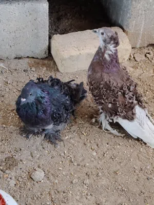 حمام نكرو زوجين وتك فحل