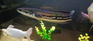 اسماك مفترس حجم كبير شوف وصف منيح