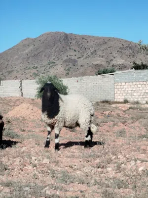 فطيمه للبيع