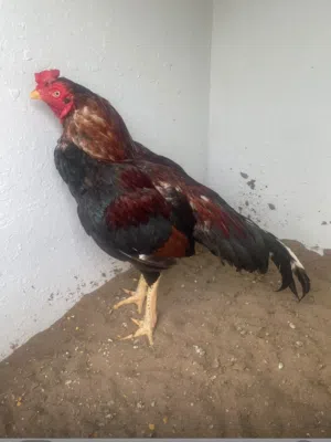 طير للبدل او للبيع قابل للتفاوض طير افرد وصبعه منكسر واحد