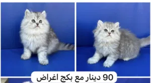 قطة انثى للبيع