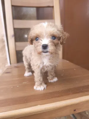 maltipoo brown