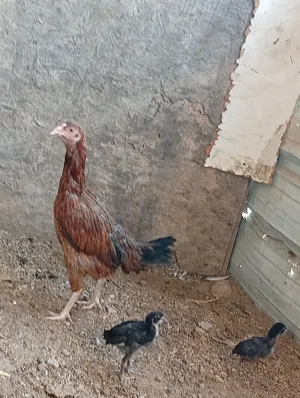 Chickens1