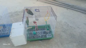 Birds0