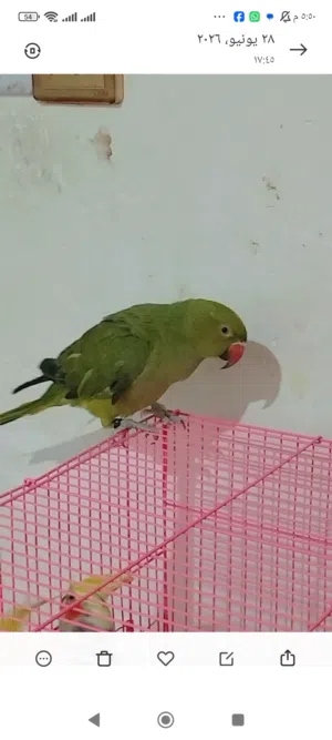 بغبغاء انثى وذكر ابيع أو قابل لمراوس أقره الوصف