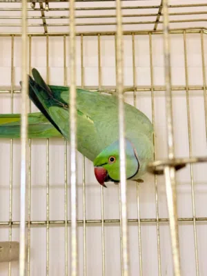 ببغاء دره  3حبات