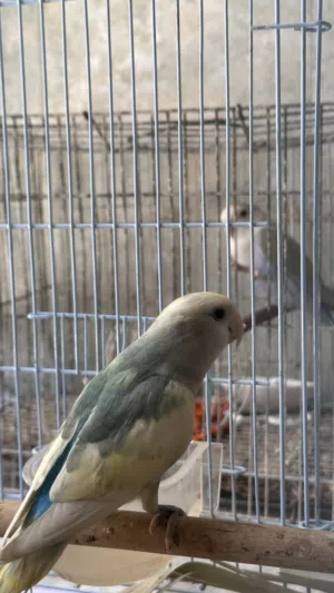 ببغاوات منوعه