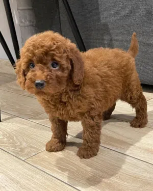Adorable 12-Week-Old Poodle Puppies Ready for Their Forever Homes!
