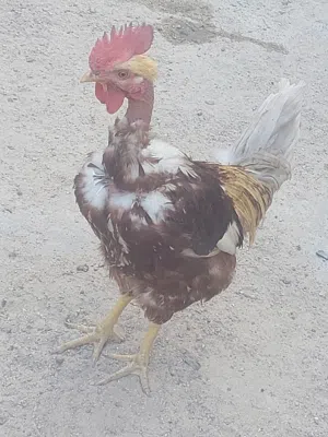 دجاج لبيع سعر ديك