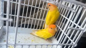 روز لاتينو اورنج زوج