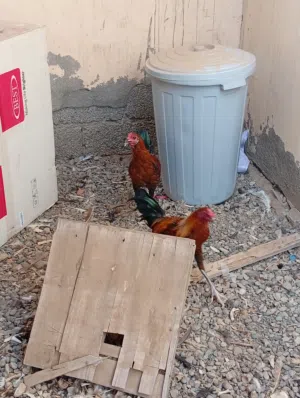 دياكه عمانيات