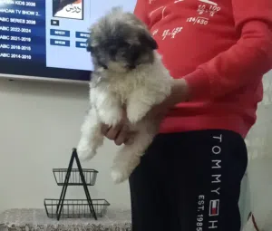 بنوته شيتزو