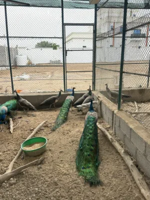 للبيع ازواج طاؤوس منتجه