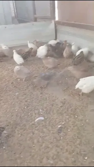 ‏حيوانات وطيور اخرى‏3