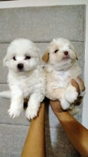 Havanese puppies with red nostrils, 55 days old, vaccinated against worms and insects, and two
