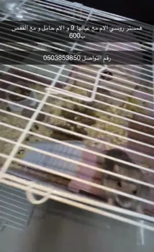 همستر روسي ام مع العيال9