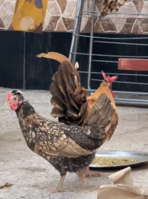 يوجد عندي بيض من هذا الحلال الافرك والسيافي النوعين .وشرط الشد  ومضمون ومجرب وهاي فيديو للافراخ