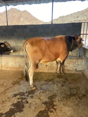 ثيران تربية وانتاج محلي ، سلالات فاخرة في جودة اللحم