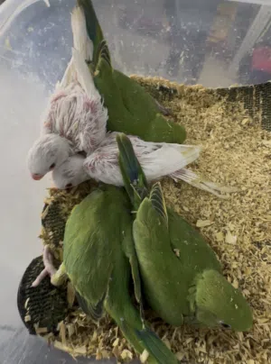 Parrot ringneck