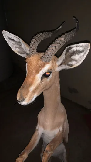 Deer3