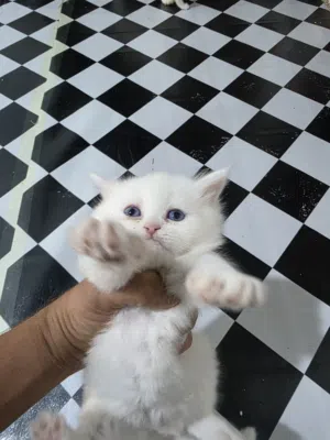 قطط للتبني