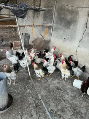 جاج سايكس بياض العدد 30 البيع بالكوم والمفرق العمر 10 شهور نخب اول