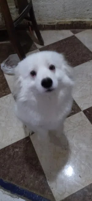 بنت هفنيس أمريكى عمر 9 اشهر حاضت اول مرة ولم تتزوج مواصفات عالية الجودة ومطعمة ثمانى وسعار تربية داخ