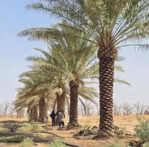 ابوخلودللمقاولات العامه  لزراعة النخيل العربي والواشنطني وزراعه الاشجار والثيل  توريدوتركيب الشبوك و