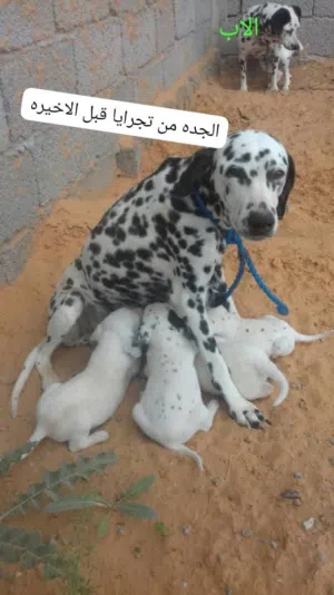 جراء صيد و حراسه دلماسي دلميسيان الكلاب المرقطه فرنش توي بيور