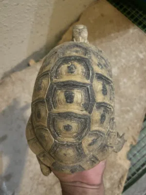 سلاحف برية جاهزه للإنتاج