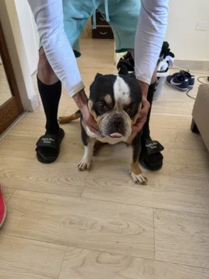 Pocket bully tri color