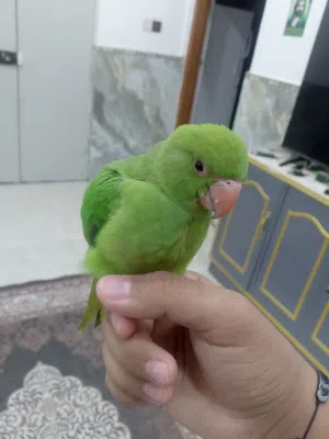ببغاء دره هندي