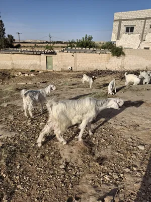 ‏ماعز‏3
