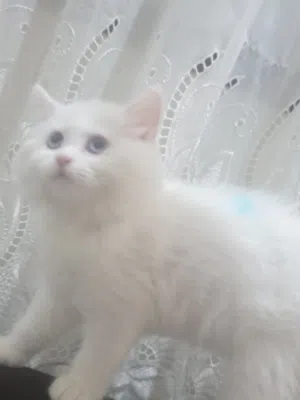 بيع قطه شيرازي بيور