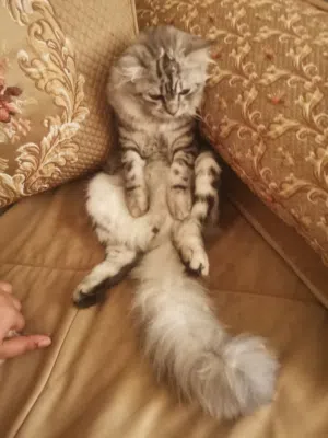 ذكر شيرازي بعمر 4 اشهر